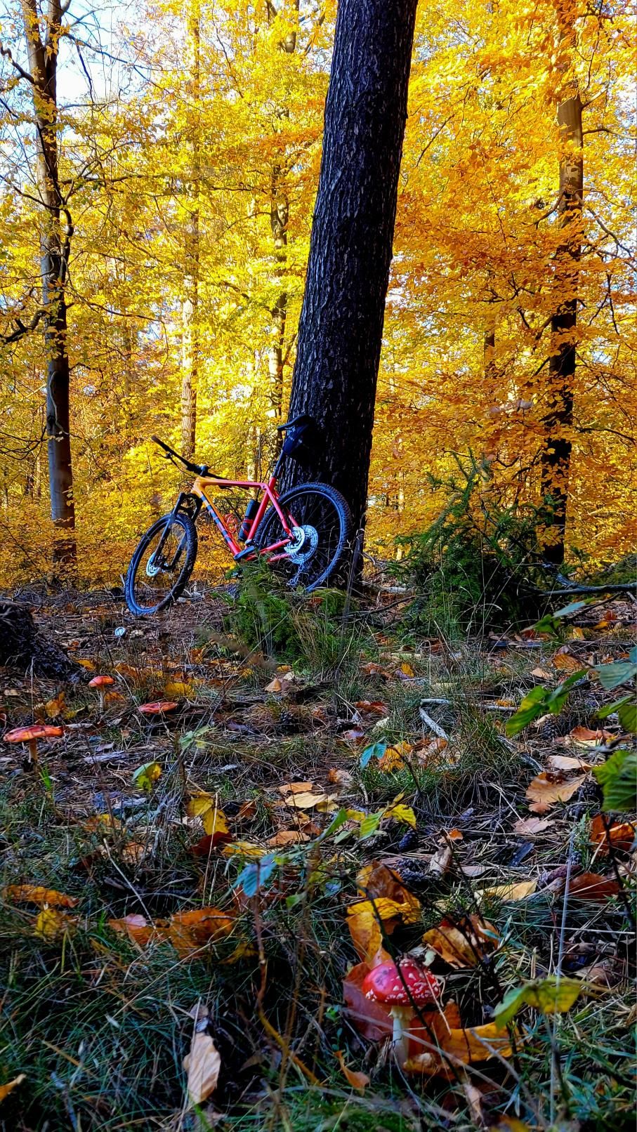 Zdjęcie nr 1 z trasy rowerowej Czy Trek Procaliber 9.5 to król trójmiejskich lasów? 🌲 Jezioro Otomińskie MTB, 138 m n.p.m., km 0. Nakręcone Rowerem, data: 01.11.2023, 14:27.