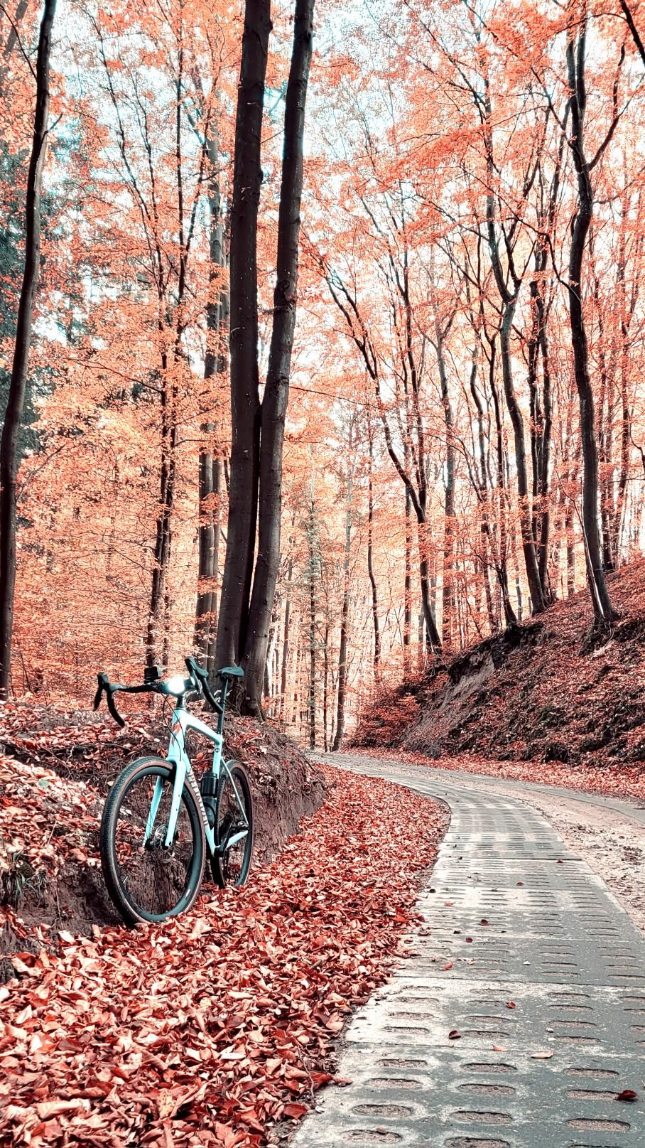 Zdjęcie nr 7 z trasy rowerowej Jesienny Gravel Kaszuby Ride, 219 m n.p.m., km 50.2. Nakręcone Rowerem, data: 26.10.2024, 10:00.