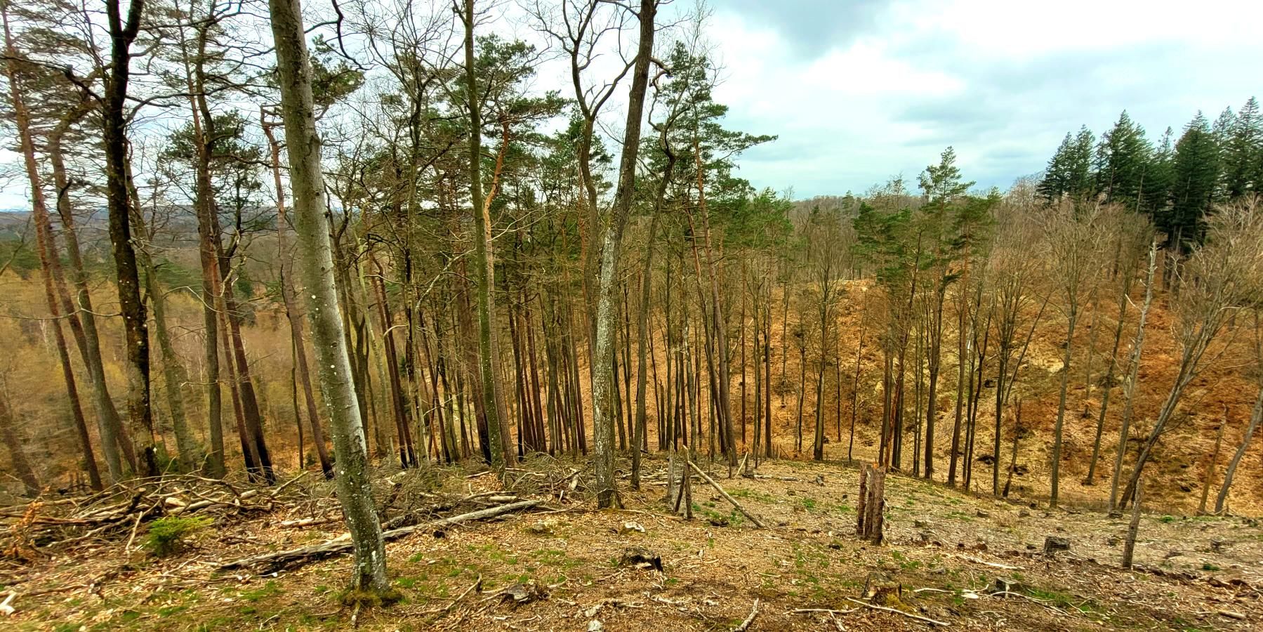 Zdjęcie nr 4 z trasy rowerowej Pod Jelenią Górę Ride - 221m n.p.m., 269 m n.p.m., km 47.8. Nakręcone Rowerem, data: 17.04.2023, 14:22.